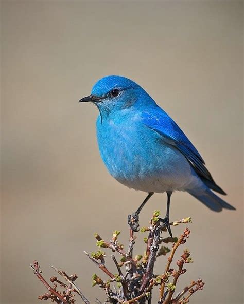 A Little Azure Blue Bird Güzel Kuşlar Rengarenk Kuşlar Kuş