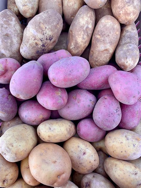 Potatoes Russet Organic Fm Kraays Market And Garden