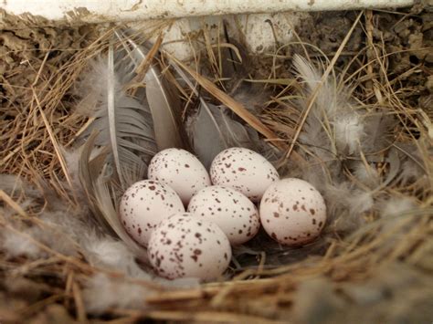Pin By Sabrina Brinkerhoff On Birds Barn Swallow Nest Bird Nest