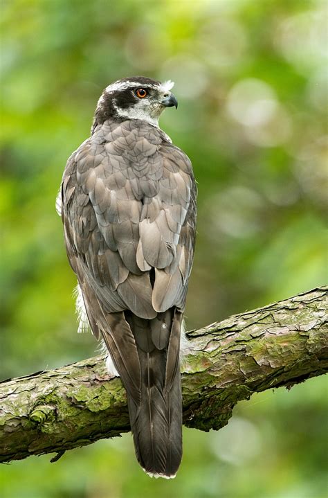 Damit waren diese naturschutzorganisationen die ersten. Vogel des Jahres... (Forum für Naturfotografen)