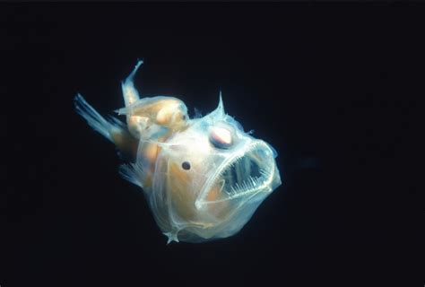 Can You Eat Anglerfish And Is It Safe