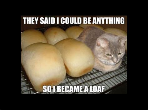 They Have Meat Loaf So Why Cant There Be Cat Loaf Funny Cats Funny
