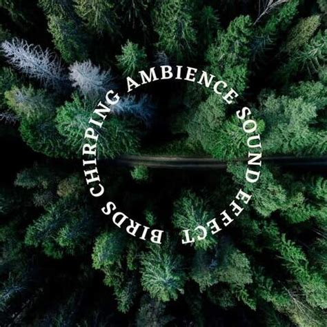 Birds Chirping Ambience Sound Effect Song Download: Birds Chirping