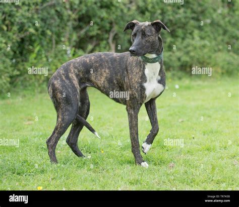 Bull Lurcher Dog Stock Photo Alamy