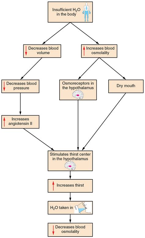 If your thesis uses two levels, they must be levels 1 and 3. Anatomy and Physiology - Water Balance