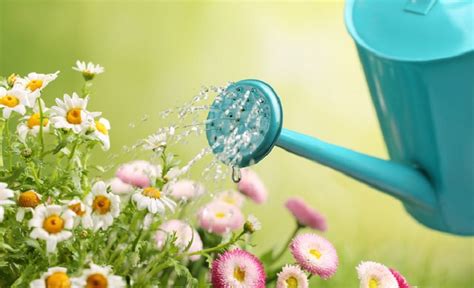 Watering And Feeding Flowers Flower Blog
