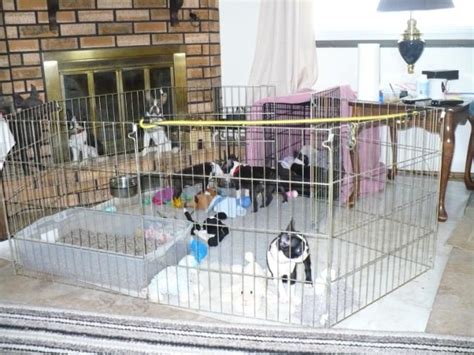 Keep the box clean and tidy. Litterbox training