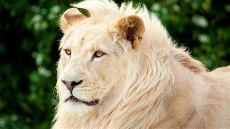 White Lion Wallpapers Images Photos Pictures Backgrounds