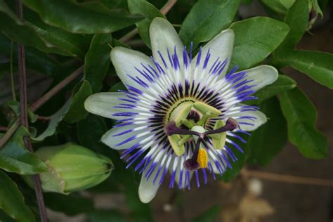 Blue Passion Flower Free Stock Photo Public Domain Pictures