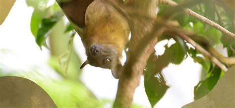 Fruit Bats The Winged ‘conservationists Reforesting Parts Of Africa The Planetary Press