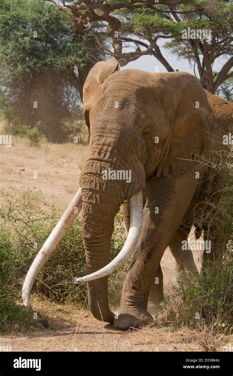 Large african elephant tusks walking hi-res stock photography and