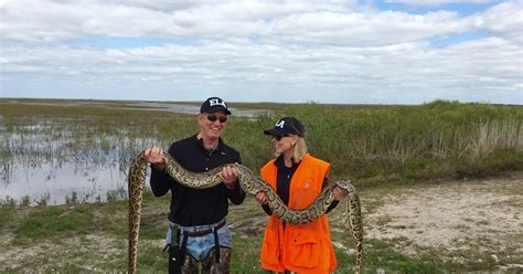 Python Challenge Nets 106 Invasive Snakes In Florida Everglades
