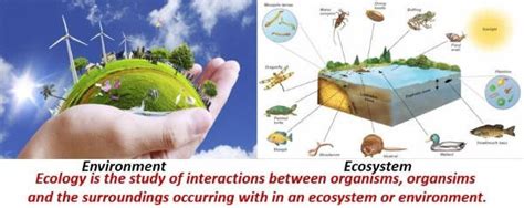 Environment And Ecosystem Components Of An Ecosystem Pmf Ias