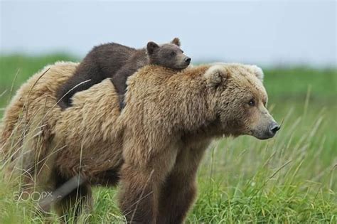 Baby Bear Riding His Mom Into The Wild Schattige Babys Schattige