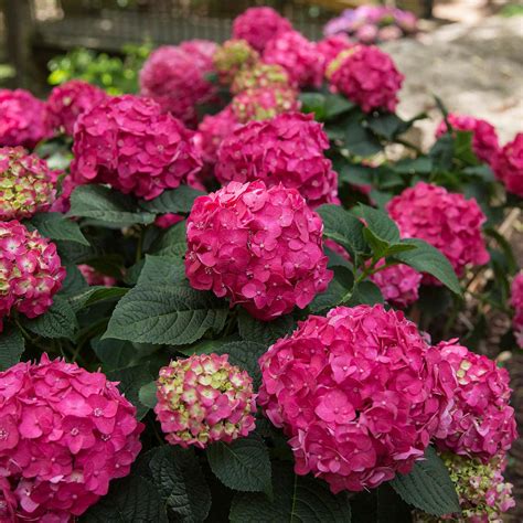Spring Hill Nurseries 4 In Pot Summer Crush Hydrangea Live Potted