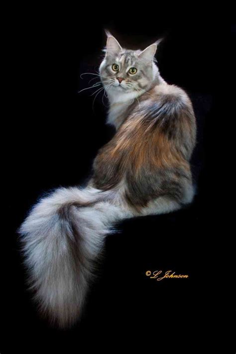 Maine coon cats are moderately active. Maine Coon Cat Breeders: Ohio | KittySites.Com
