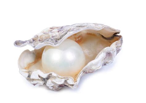 Open Oyster Shell Stock Photos Pictures And Royalty Free Images Istock