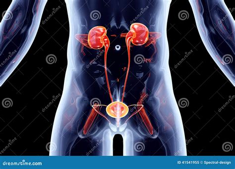 Organes Internes Appareil Urinaire Illustration Stock Illustration