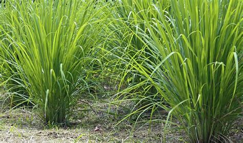 Lemongrass Facts And Health Benefits