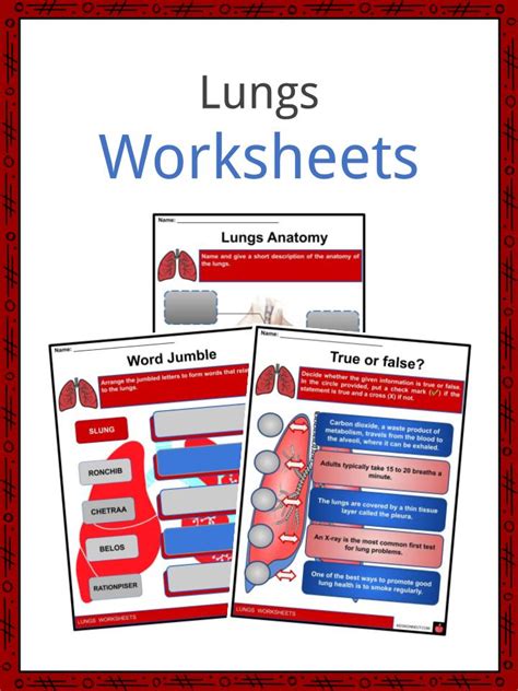 The Lungs Worksheet Worksheets For Kindergarten