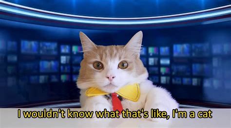 News Anchor Cat Catswithjobs