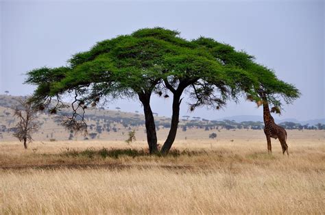 Serengeti Safari Safari365