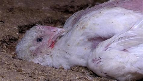 Poultry Association Hits Out At Safe Video Of Dying Chickens Newshub