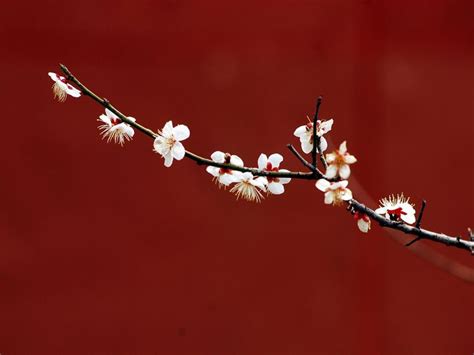 Meaning Of The Plum Blossom In Feng Shui