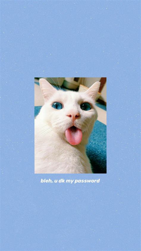 cat aesthetic wallpaper | Iphone wallpaper cat, Funny cat wallpaper