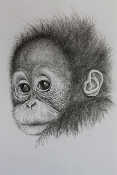 Innocencebaby Orang Utan Portrait Realistic Animal Drawings Pencil