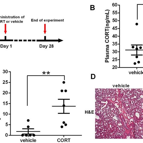 Effects Of Cort On Lung Metastasis Of Panc Pancreatic Cancer Cells In