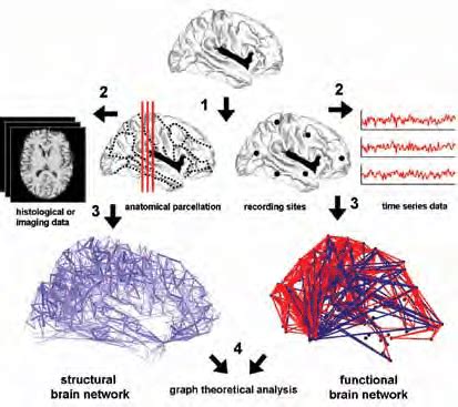 Recording Structural And Functional Brain Networks The Diagram