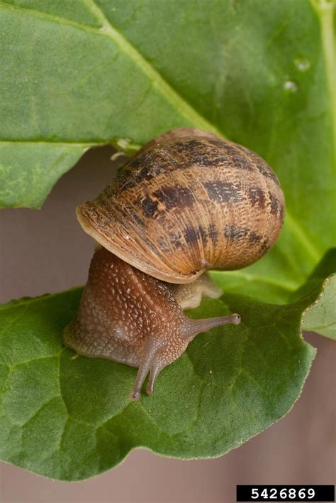 European Brown Snail Cornu Aspersum