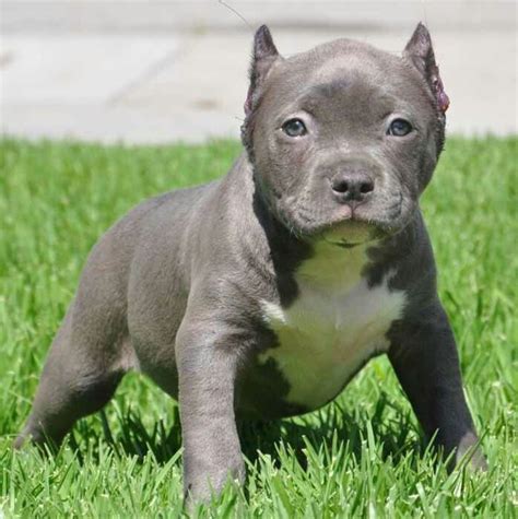 Check out our cute pitbulls selection for the very best in unique or custom, handmade pieces from our shops. Buff dog | Pitbull puppies, Puppies, Cute dogs