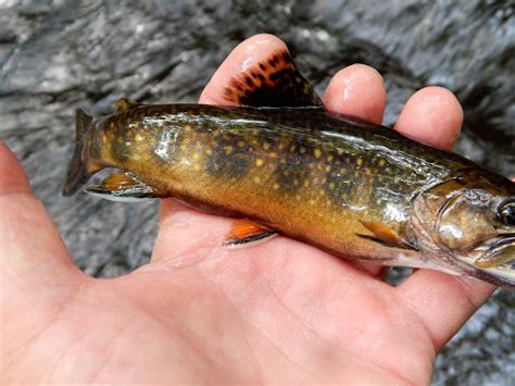 Small Stream Reflections Rock Walls Small Streams Brook Trout