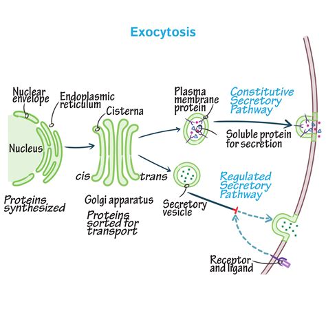 Cell Biology Glossary Exocytosis Draw It To Know It