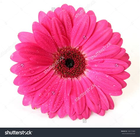 Free Photo Pink Flower Closeup Flower Nature Free Download Jooinn
