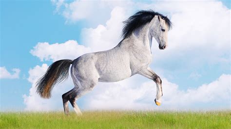 HD Animals Wallpaper (71+ images)
