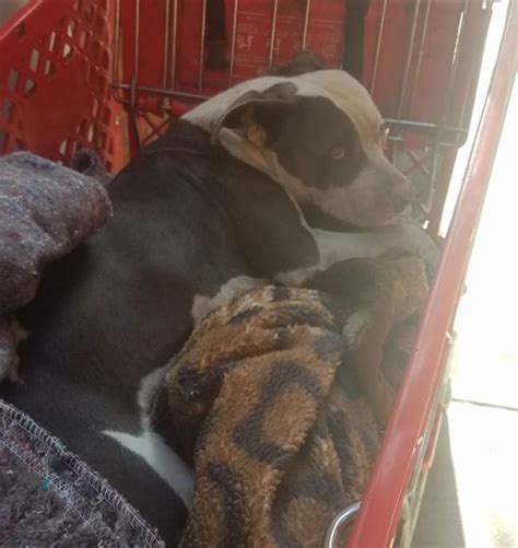 Nájdite si svoju predajňu 30 predajní po celom sk všetko na jednom mieste profesionálne poradentsví zoznam predajní bratislava košice prešov banská bystrica. Our Pet Resource Center on Skid Row is open…and off to a ...
