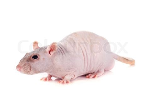 Nude Rat In Front Of White Background Stock Image Colourbox