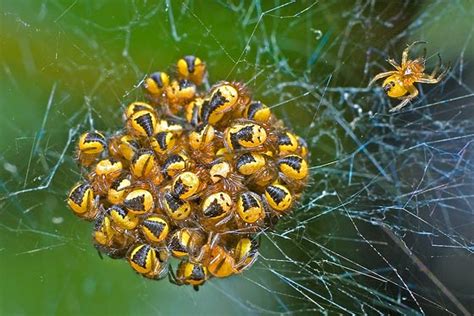 Sometimes, they cluster heavy streams of silk in a zigzag pattern near the center of the web, which is called a. Baby Spider Cluster - BugGuide.Net