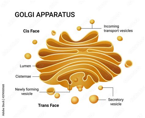 Vector Illustration Of A Golgi Apparatus Structure Educational Infographics Stock Vector