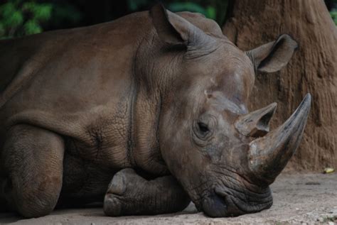 Rhinoceros Facts And Beyond Biology Dictionary