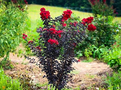 If the foliage of your diamonds in the dark® crepe myrtle is turning greenish, this would indicate the location is too shaded. Crimson Red Black Diamond Crape Myrtle | Myrtle tree ...