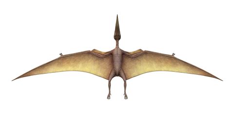 Pterodactyl Isolated On A Transparent Background 24063834 Png