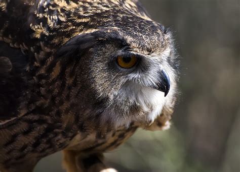 Eagle Owl 5 Photograph By Chris Flees