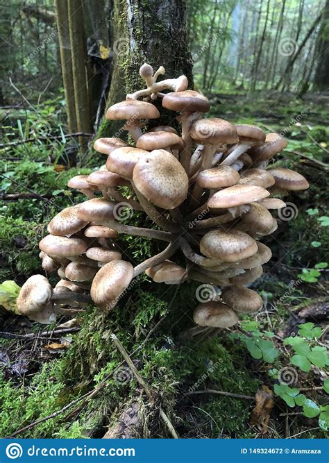 Edible Forest Mushroom Armillaria Mellea Autumn Mushrooms Stock