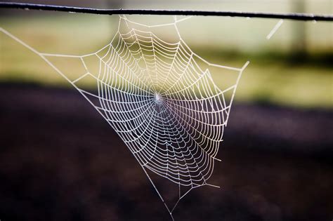 Spider Silk Is Supposed To Have “healing Properties” Scientists Debunk The Myth