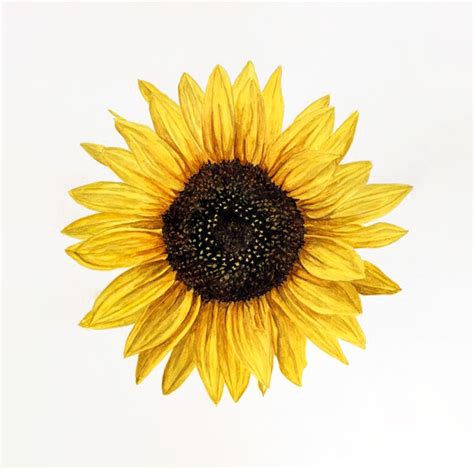 Free Watercolor Sunflower Class Anna Mason Art