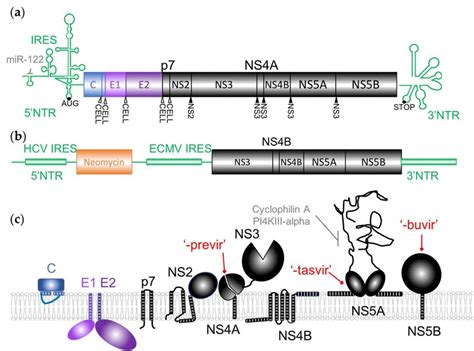 A new infection with hcv does not always require treatment, as the immune response in some people will clear the infection. HCV virus and replicon organization and membrane ...
